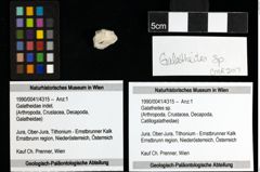 Foto (Objekt + Etiketten) von Galatheites sp. 